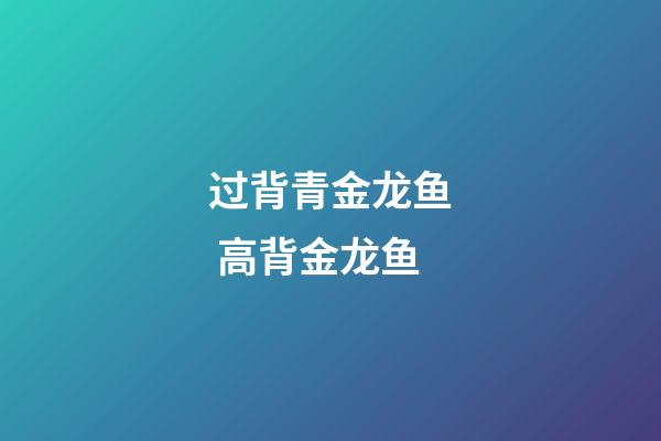 过背青金龙鱼 高背金龙鱼